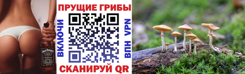 Псилоцибиновые грибы Psilocybe  Купить закладки  Нахабино 